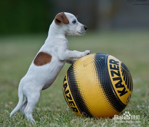 怎么训练狗狗算数 百度经验