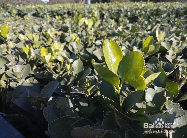 魅蓝Note5评测: 同等价位难逢敌手