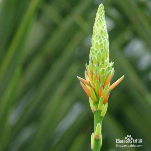 芦荟开花后会死吗？