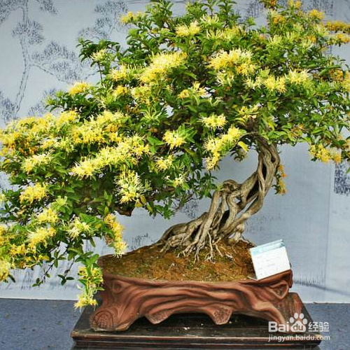 盆栽金银花的养殖方法和注意事项