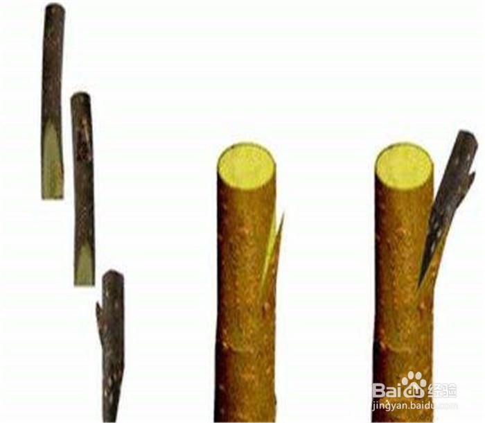 发财树怎么繁殖