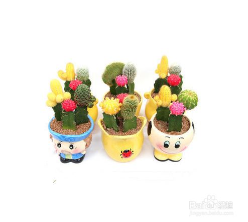 如何正确摆放盆栽