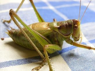 冬天蝈蝈的饲养方法