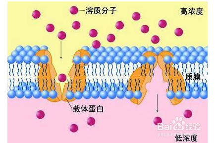 大分子物质进入细胞的方式
