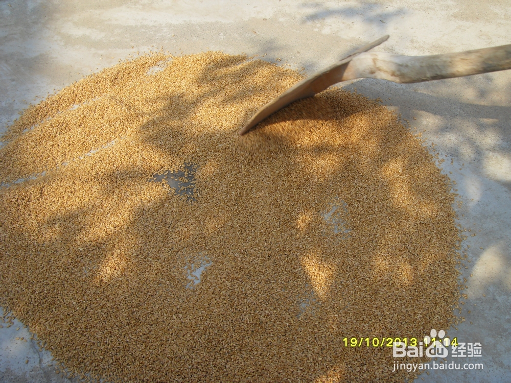 小麦的种植技术