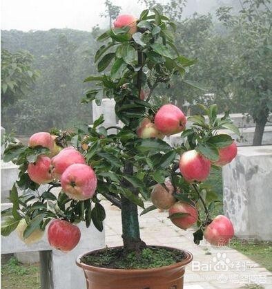 盆栽苹果树的养殖方法和注意事项