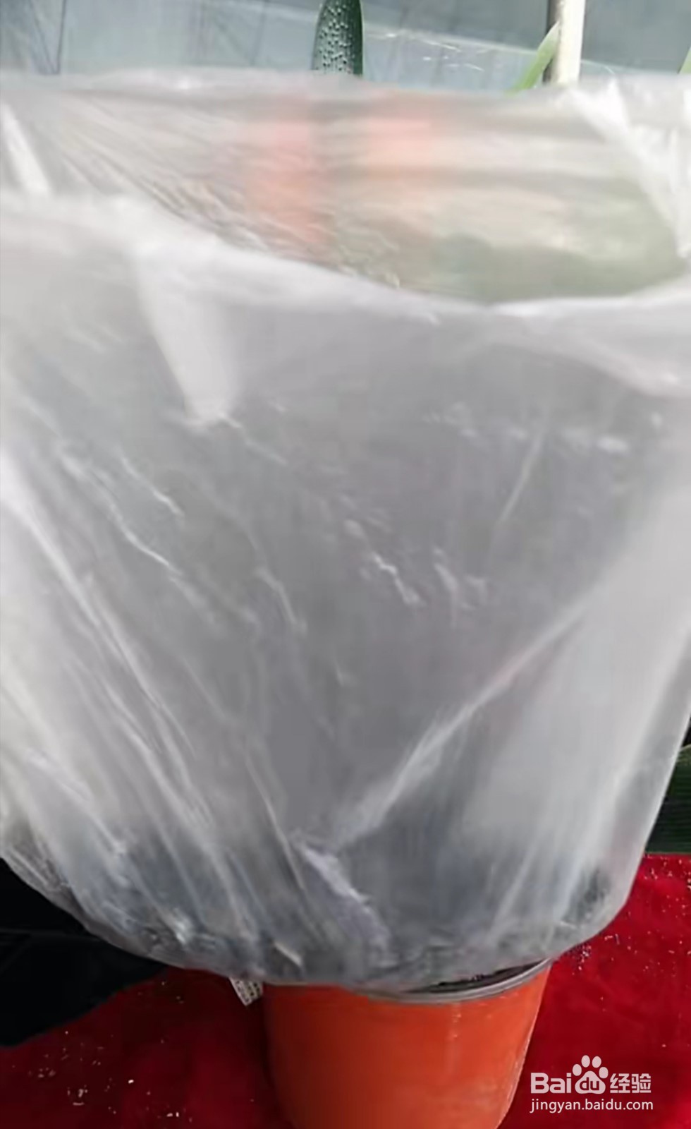 君子兰下垂的解决方法