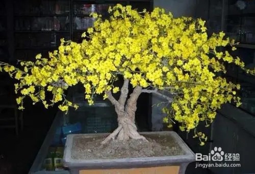 迎春花盆景养殖方法