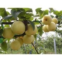 黄金梨树如何修剪