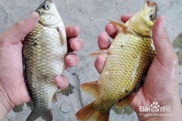 买鱼的时候应该怎么挑鱼