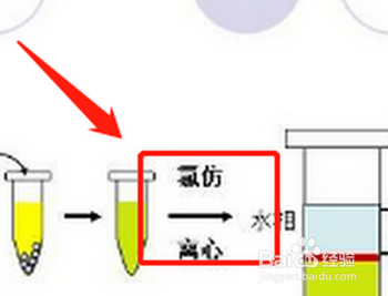 分离核糖体的实验步骤
