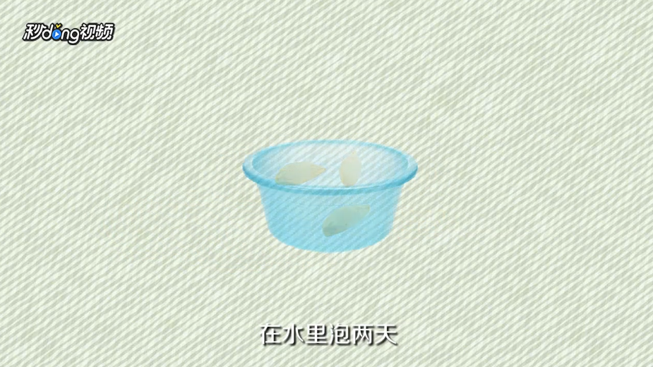 柠檬籽怎么种小盆栽
