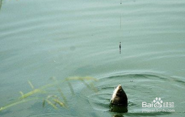 钓鲫鱼有哪些注意事项？钓鲫鱼忌讳什么