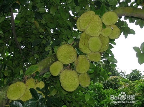 认识广东特色商品