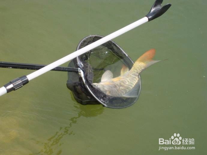 悬坠钓的操作动作