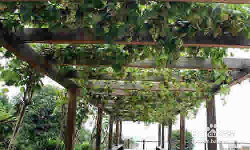 葡萄又大又甜的六个要点