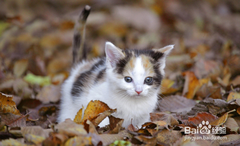 猫咪洗澡的5个经典步骤