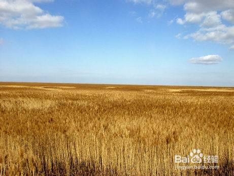 芦苇种植的技术