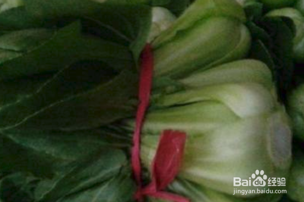 上海青怎么种植?