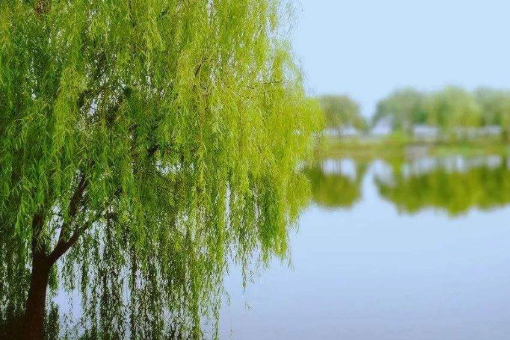 风一吹,柳树(补充成比喻句)