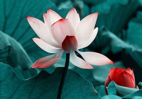 描写夏天的诗句