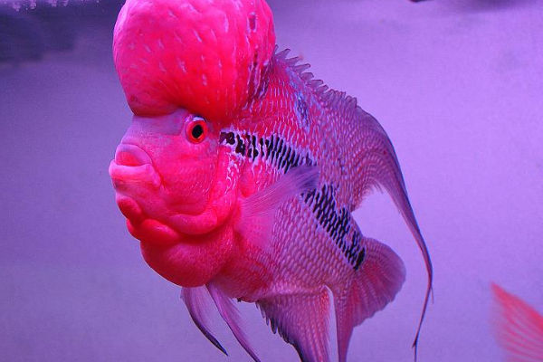 罗汉鱼会睡觉么