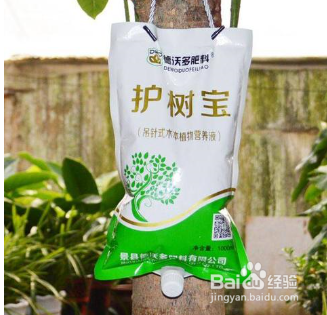 发财树树干萎缩怎么办