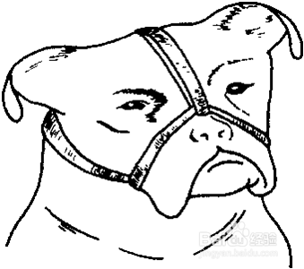怎样对犬进行保定