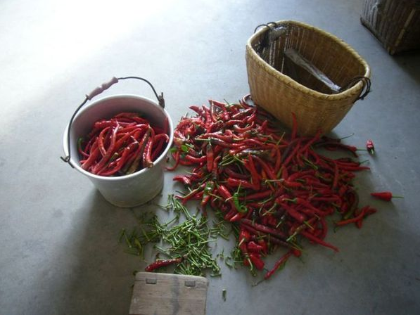 干辣椒怎么晒干椒