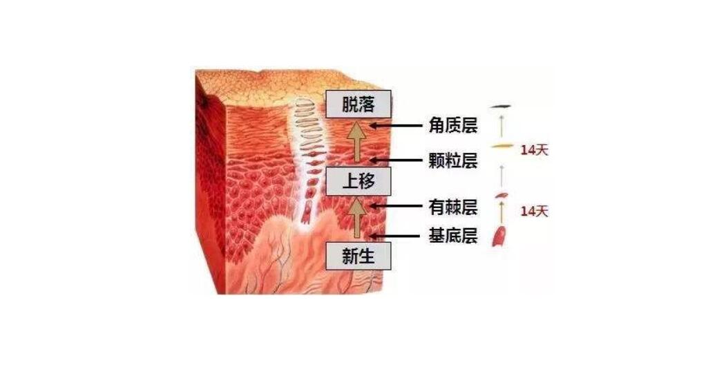 一个皮肤代谢周期是多久