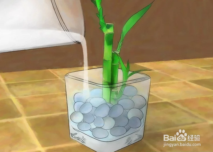 如何种植幸运竹