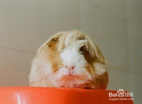 如何清洁荷兰猪