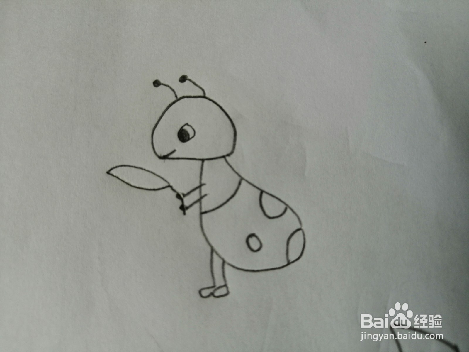 简笔画-可爱卡通蚂蚁简笔画