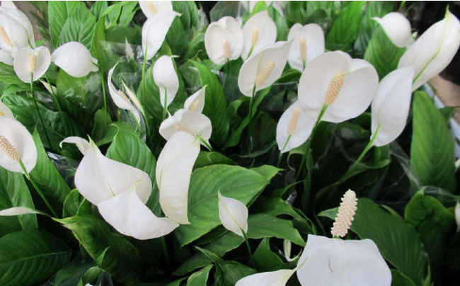 十种室内最好养的植物盆栽