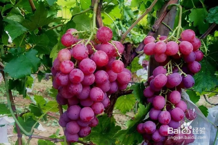 猜一猜葡萄测糖师主要是测什么