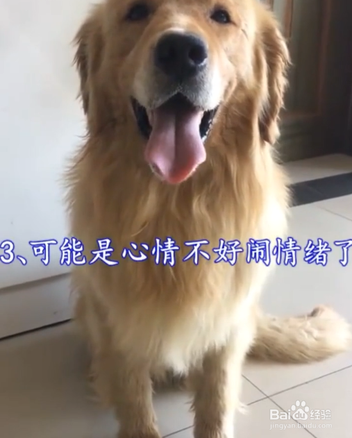 狗狗为什么突然不理人？