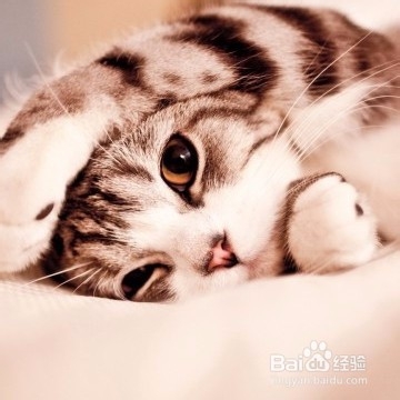 猫叫春，如何用按摩来帮它缓解