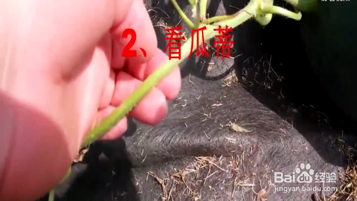 如何挑选西瓜？