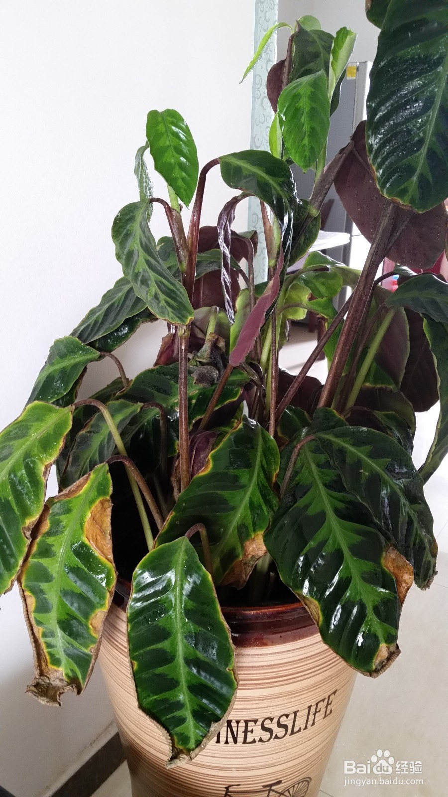 天鹅绒竹芋叶边干枯的处理