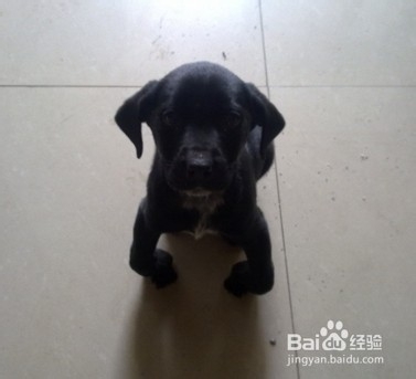 狗狗缺钙该怎么调养