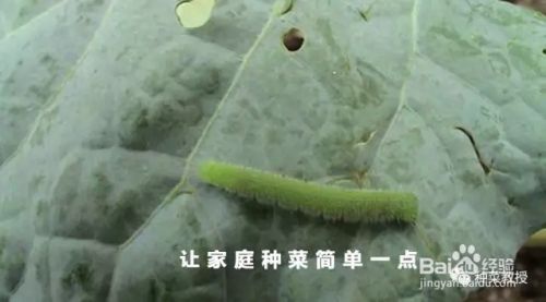 阳台种菜教授 彻底灭杀菜青虫的一个非农药方法 百度经验