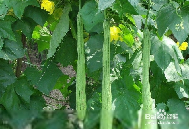夏季有哪些时令蔬菜
