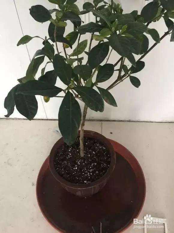 栀子花太难养？记住：少折腾，不黄叶，年年开花