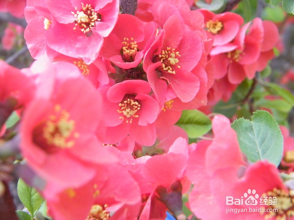 美丽的兰州：[2]春季花朵一景