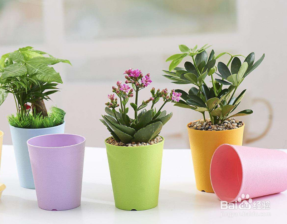 养花换花盆都要注意哪些问题？