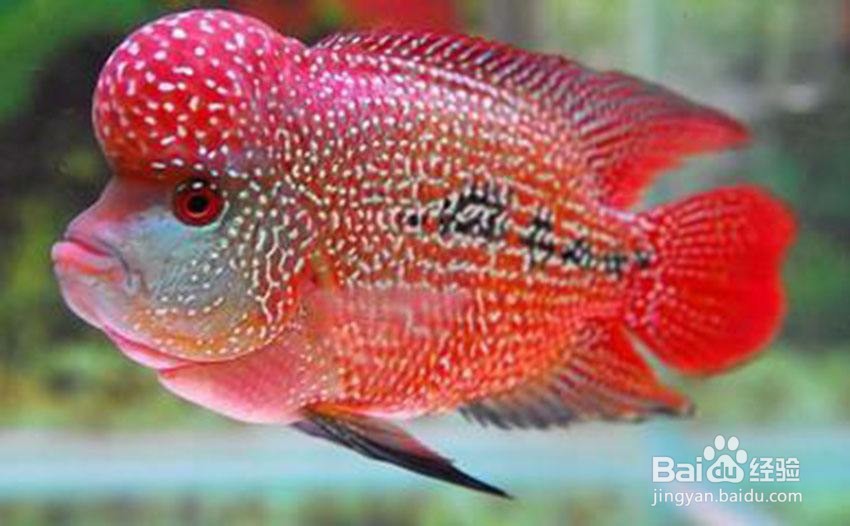罗汉鱼怎么养