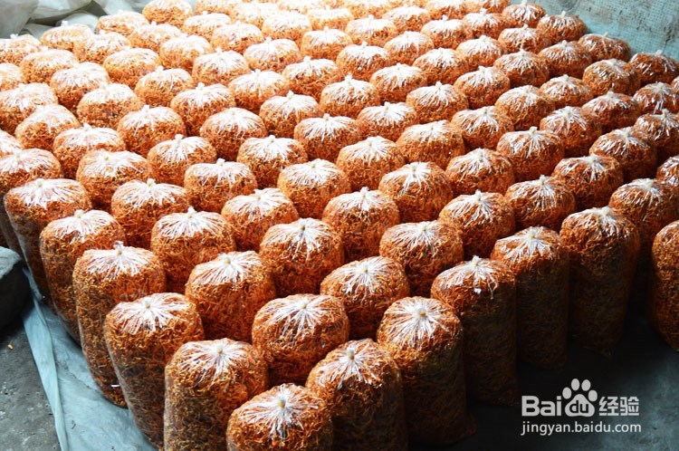 虫草花的功效与作用