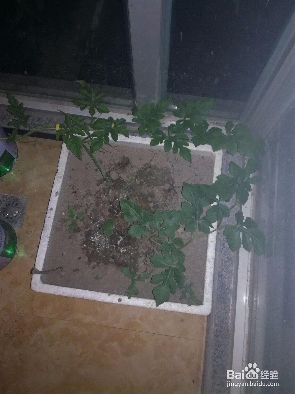 如何在家种西瓜?