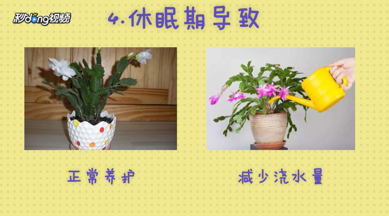 蟹爪兰叶子发软怎么办