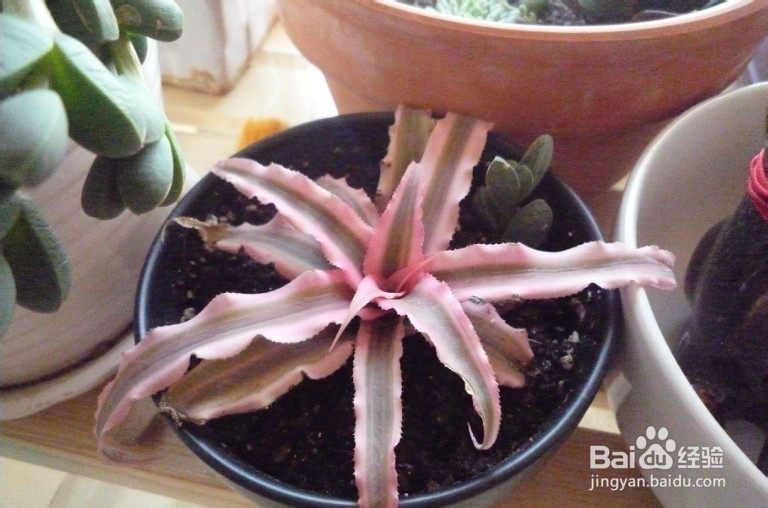 姬凤梨养殖方法及注意事项